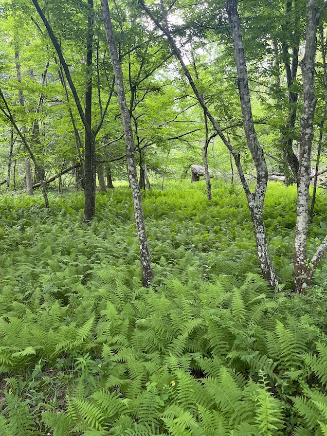 Forest with trees and ferns